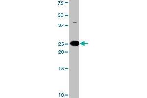 The BAD (phospho S134) polyclonal antibody  is used in Western blot to detect Phospho-BAD-S134 in HL-60 cell lysate.