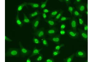 Immunofluorescence analysis of A549 cells using APTX antibody. (Aprataxin antibody  (AA 93-342))