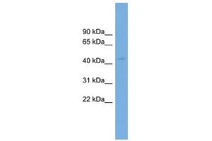 AS3MT antibody used at 1 ug/ml to detect target protein.