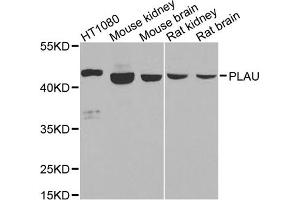 Western blot analysis of extracts of various cell lines, using PLAU antibody. (PLAU antibody)