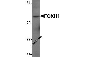 Western Blotting (WB) image for anti-Forkhead Box H1 (FOXH1) (N-Term) antibody (ABIN1077399)