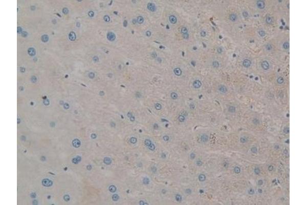 BMX antibody  (AA 287-523)