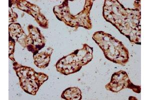 IHC image of ABIN7171846 diluted at 1:400 and staining in paraffin-embedded human placenta tissue performed on a Leica BondTM system.