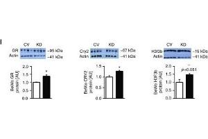 MiR-340 exerts its effects through targeting of GR, Cry2, and H3f3b. (Histone H3.3B antibody  (full length))