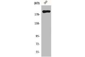 Western Blot analysis of 293 cells using MYH14 Polyclonal Antibody (Myosin antibody  (Internal Region))