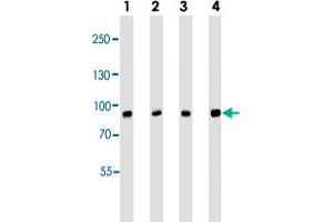 Western blot analysis of Lane 1: A431 cell line lysates Lane 2: A549 cell line lysates Lane 3: MCF-7 cell line lysates Lane 4: U-251 MG cell line lysates reacted with CAPN1 monoclonal antibody  at 1:1000 dilution. (CAPNL1 antibody)