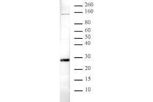 Western Blot: Nuclear extract of HeLa cells (20 µg/lane) stained with 39295 (1:1,000 dilution). (CBX5 antibody)