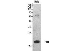 Western Blot (WB) analysis of HeLa cells using PTN Polyclonal Antibody. (Pleiotrophin antibody  (Internal Region))