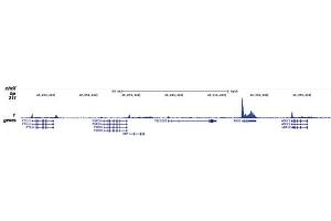 Chromatin Immunoprecipitation on Pol II S5p antibody Chromatin Immunoprecipitation was performed on sheared chromatin from 1 million HeLaS3 cells using 1 μg of Pol II S5p antibody.