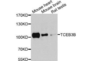 Western blot analysis of extracts of various cell lines, using TCEB3B antibody. (TCEB3B antibody)
