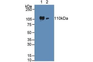 Western blot analysis of (1) Human HeLa cells and (2) Human Lung Tissue.