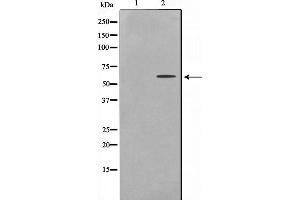 Western blot analysis on HepG2 cell lysate using UBXD5 Antibody,The lane on the left is treated with the antigen-specific peptide. (UBXN11 antibody  (Internal Region))