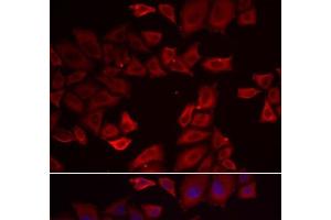 Immunofluorescence analysis of HeLa cells using SEPHS1 Polyclonal Antibody (SEPHS1 antibody)