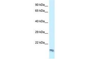 Image no. 1 for anti-SEC11 Homolog C (SEC11C) (AA 107-156) antibody (ABIN6747529) (SEC11C antibody  (AA 107-156))