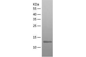 Western Blotting (WB) image for Nedd4 Family Interacting Protein 1 (NDFIP1) (AA 1-116) protein (His tag) (ABIN7124125)