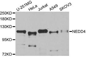 Western blot analysis of extracts of various cell lines, using NEDD4 antibody. (NEDD4 antibody)
