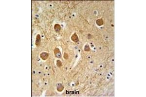 SD9L Antibody (C-term) (ABIN651359 and ABIN2840201) IHC analysis in formalin fixed and paraffin embedded human brain tissue followed by peroxidase conjugation of the secondary antibody and DAB staining. (SAMD9L antibody  (C-Term))