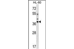 Western blot analysis in HL-60 cell line lysates (35ug/lane). (DLX5 antibody  (AA 100-128))