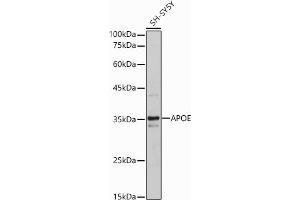 Western blot analysis of extracts of SH-SY5Y cells, using APOE antibody (ABIN6133561, ABIN6137017, ABIN6137019 and ABIN6213793) at 1:500 dilution. (APOE antibody  (AA 200-300))