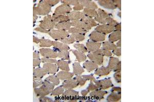 MGAT4C Antibody (C-term) immunohistochemistry analysis in formalin fixed and paraffin embedded human skeletal muscle followed by peroxidase conjugation of the secondary antibody and DAB staining. (MGAT4C antibody  (C-Term))