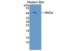 Western Blotting (WB) image for anti-Complement Factor B (CFB) (AA 34-159) antibody (ABIN1858376)