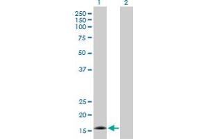 Western Blot analysis of CDK2AP2 expression in transfected 293T cell line by CDK2AP2 MaxPab polyclonal antibody. (CDK2AP2 antibody  (AA 1-126))