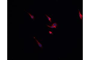 ABIN6276752 staining HepG2? (CHRM1 antibody  (C-Term))