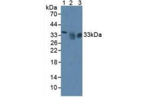 Western blot analysis of (1) Mouse Liver Tissue, (2) Human HeLa cells and (3) Human PC-3 Cells.