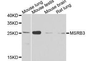Western blot analysis of extracts of various cell lines, using MSRB3 antibody. (MSRB3 antibody)