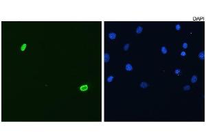 Frozen sections of human testis stained with P2B1. (DUX4 antibody  (C-Term))