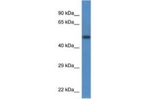 Image no. 1 for anti-Transcobalamin II (TCN2) (AA 40-89) antibody (ABIN6746287) (TCN2 antibody  (AA 40-89))
