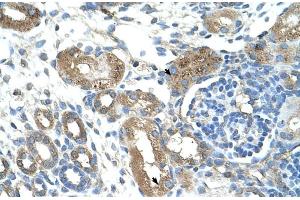 Human kidney (TRIM59 antibody  (Middle Region))