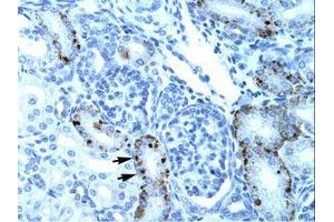 TCFL5 antibody  (AA 219-268)