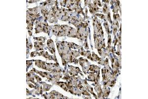 IHC analysis of Rad9b using anti-Rad9b antibody (ABIN7599360).