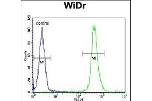 VPS26A Antibody (Center) (ABIN652668 and ABIN2842449) flow cytometric analysis of WiDr cells (right histogram) compared to a negative control cell (left histogram). (VPS26A antibody  (AA 263-291))