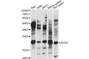 Western blot analysis of extracts of various cell lines, using ISG20 antibody (ABIN6290467) at 1:1000 dilution.
