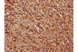 IHC image of ABIN7148461 diluted at 1:500 and staining in paraffin-embedded human adrenal gland tissue performed on a Leica BondTM system. (COG6 antibody  (AA 556-653))