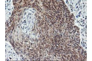 Image no. 3 for anti-CoA Synthase (COASY) antibody (ABIN1497557) (COASY antibody)