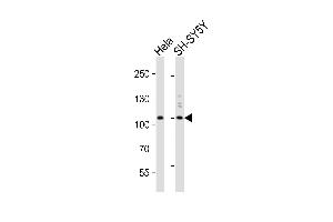 Western blot analysis of lysates from Hela, SH-SY5Y cell line (from left to right), using PI3KC3 Antibody (N-term) A. (PIK3C3 antibody  (N-Term))