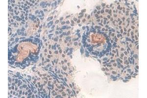 Immunohistochemistry (IHC) image for anti-Pyridoxal Kinase (PDXK) (AA 29-285) antibody (ABIN7441904)