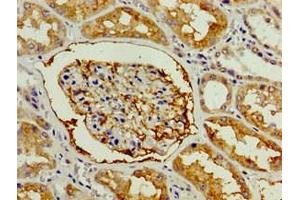 Immunohistochemistry of paraffin-embedded human kidney tissue using ABIN7154035 at dilution of 1:100 (ENPEP antibody  (AA 719-949))