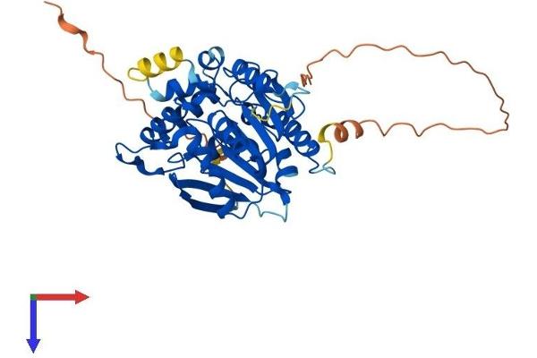 NDRG3 Protein (AA 1-375) (His tag)