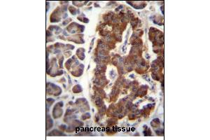 DPT Antibody (N-term) (ABIN656571 and ABIN2845833) immunohistochemistry analysis in formalin fixed and paraffin embedded human pancreas tissue followed by peroxidase conjugation of the secondary antibody and DAB staining. (Dermatopontin antibody  (N-Term))