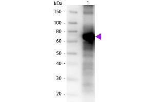 Western Blot of Biotin Conjugated Goat Anti-Fluorescein Antibody. (Fluorescein antibody (Biotin))