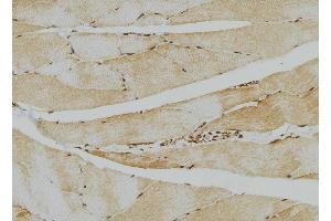 ABIN6276612 at 1/100 staining Mouse muscle tissue by IHC-P. (CA3 antibody  (N-Term))