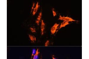 Immunofluorescence analysis of C6 cells using MFGE8 Polyclonal Antibody at dilution of 1:100. (MFGE8 antibody)