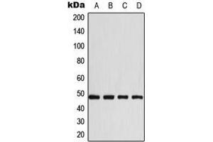 Western blot analysis of CD147 expression in A431 (A), HeLa (B), Raw264.