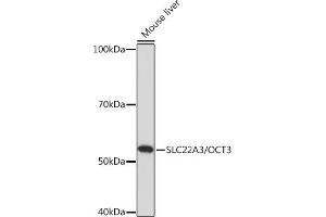 Western blot analysis of extracts of Mouse liver, using SLC22/OCT3 Rabbit pAb (ABIN7269108) at 1:1000 dilution. (SLC22A3 antibody)