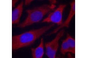 Immunofluorescence analysis of methanol-fixed HeLa cells using Phospho-SYN1(S9) Polyclonal Antibody (SYN1 antibody  (pSer9))