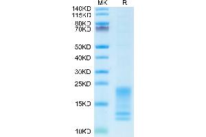 Biotinylated Human BAFFR on Tris-Bis PAGE under reduced conditions. (TNFRSF13C Protein (His-Avi Tag,Biotin))
